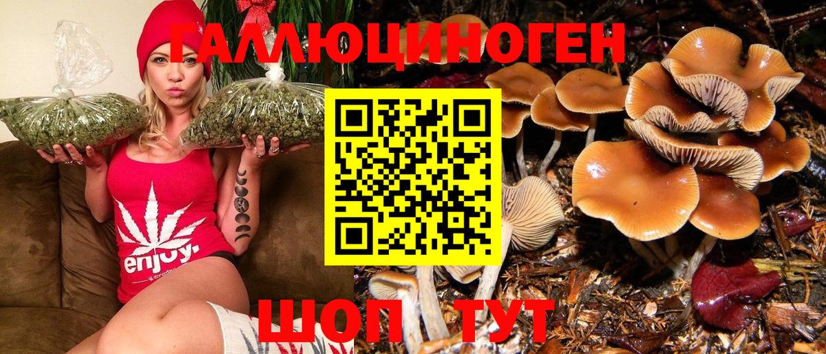 Галлюциногенные грибы Psilocybe Гусев